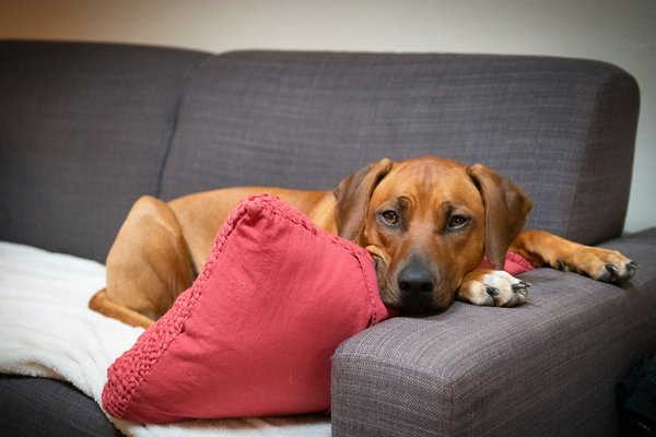 Coussins anti stress chien : l'apaisement au bout des pattes
